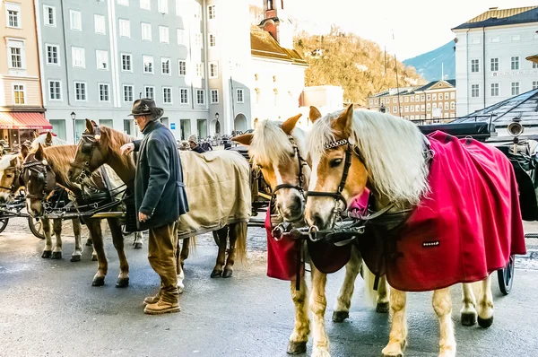 Due cavalli imbrigliati alla carrozza — Foto Stock