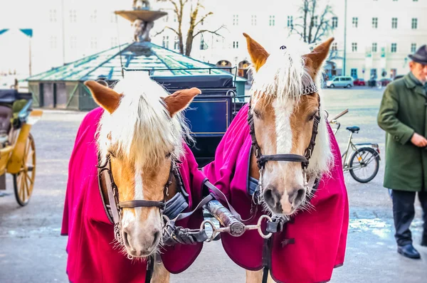 Two horses harnessed to the carriage — Stock Photo, Image