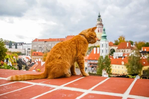 Gato vermelho no telhado de Cesky Krumlov — Fotografia de Stock