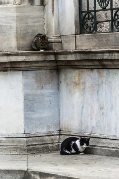 Dois gatos de rua em Istambul — Fotografia de Stock