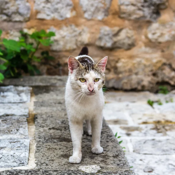 Retrato de gato de rua — Fotografia de Stock