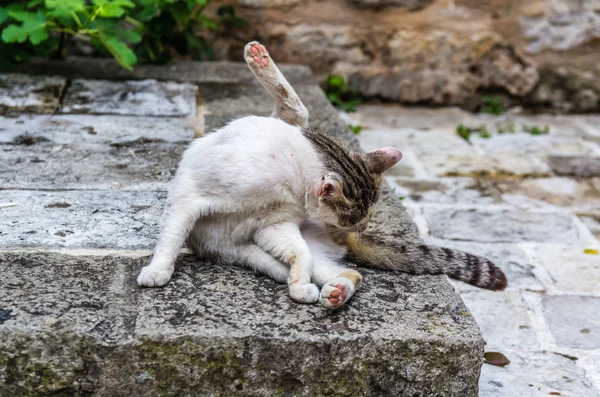 Retrato de gato de rua — Fotografia de Stock