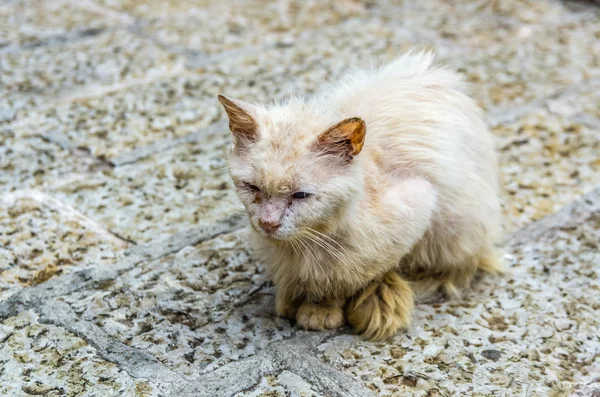 Retrato de gato de rua — Fotografia de Stock