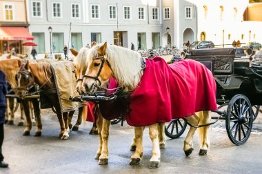İki at arabaya bağlandı.