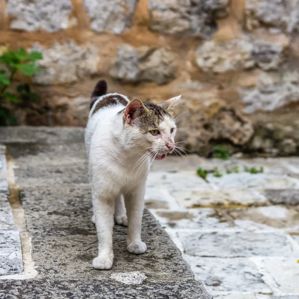 Retrato de gato de rua — Fotografia de Stock