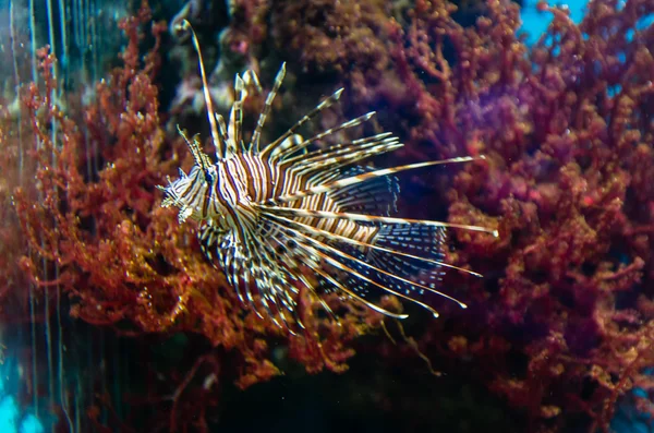 Peixe de coral exótico no aquário — Fotografia de Stock