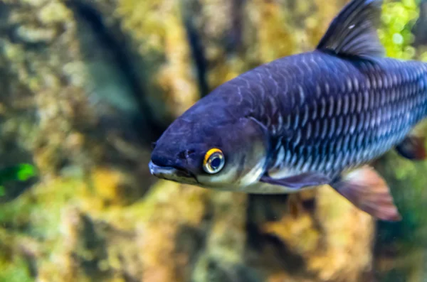 Pesce corallo esotico in acquario — Foto Stock