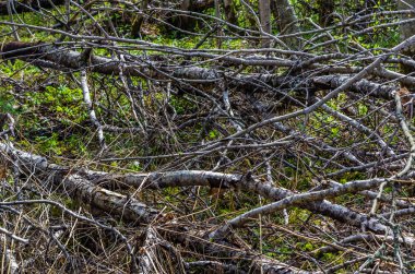 ormandaki ağaçlar closeup