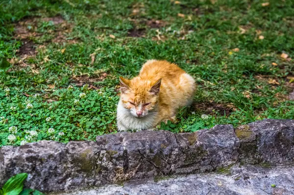 Descanso de gato vermelho na cidade de Kotor, Montenegro — Fotografia de Stock