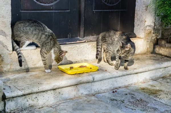 Dos gatos luchan por comida en Perast city, Montenegro — Foto de Stock