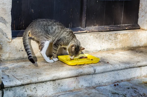 Gato cinzento come comida na rua na cidade de Perast, Montenegro — Fotografia de Stock