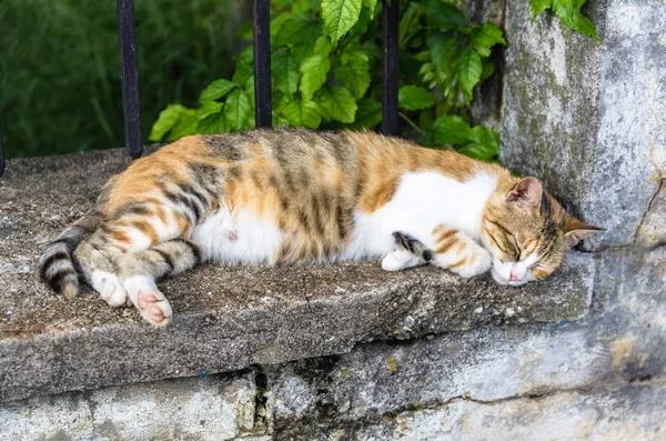 Gato vermelho na cidade de Perast, Montenegro — Fotografia de Stock
