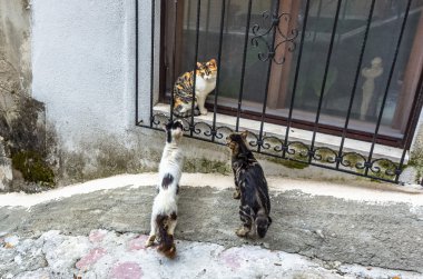 Üç kedi şehirde Kotor, Karadağ