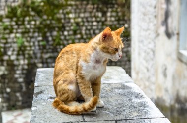 Kırmızı kedi şehirde Kotor, Karadağ