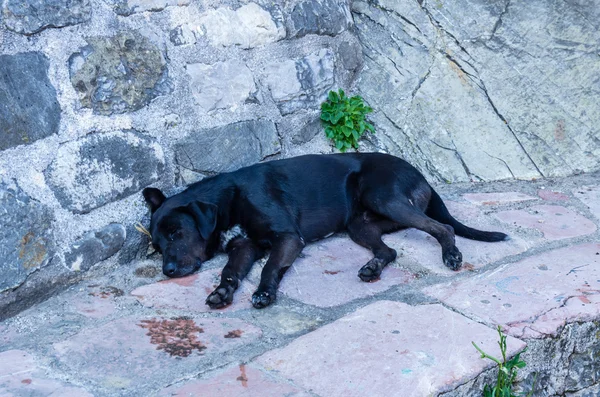 검은 개, 몬테네그로 부 드 바 시내 — 스톡 사진