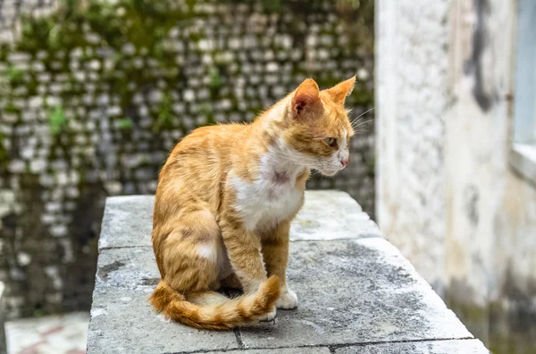 Gato vermelho na cidade de Kotor, Montenegro — Fotografia de Stock