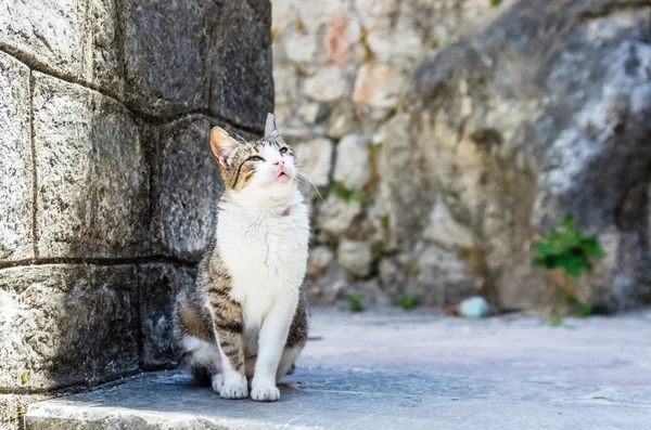 Um gato na cidade de Kotor, Montenegro — Fotografia de Stock