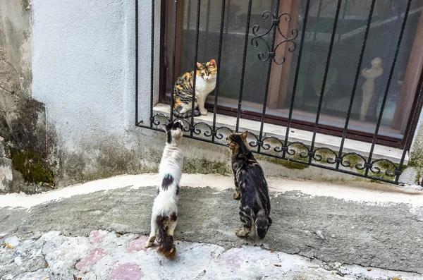 Tre katter i staden Kotor, Montenegro Stockbild