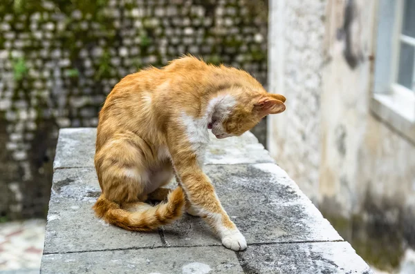 Gato vermelho na cidade de Kotor, Montenegro — Fotografia de Stock