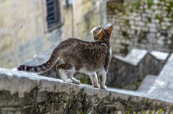 Gato cinzento na cidade de Kotor, Montenegro — Fotografia de Stock