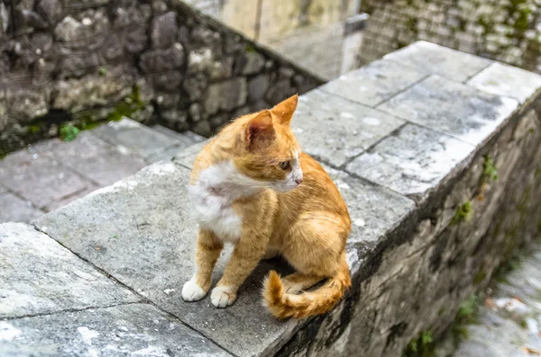 Gato vermelho na cidade de Kotor, Montenegro — Fotografia de Stock