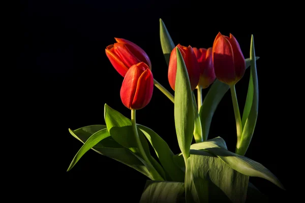 Tatlı Kırmızı-Sarı Lale çiçek demet ve siyah arka plan üzerine yeşil yaprakları izole — Stok fotoğraf