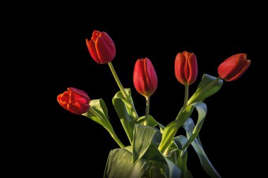 Tatlı Kırmızı-Sarı Lale çiçek demet ve siyah arka plan üzerine yeşil yaprakları izole