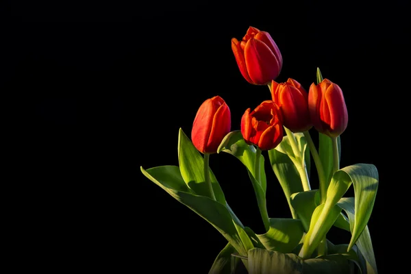 Banda closeup červeno žluté tulipány květiny a zelené listy izolované na černém pozadí — Stock fotografie