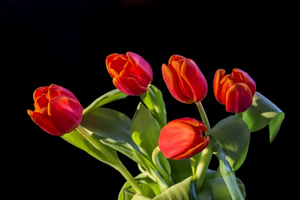 Tatlı Kırmızı-Sarı Lale çiçek demet ve siyah arka plan üzerine yeşil yaprakları izole — Stok fotoğraf