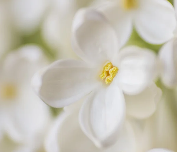 Нежные макро-белые сиреневые цветы на белом фоне — стоковое фото