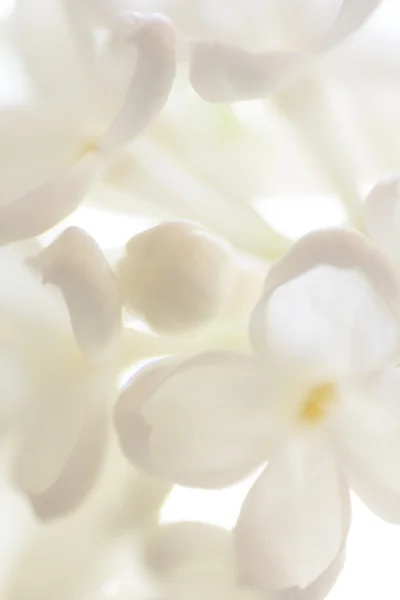 Nabídka makro bílé květy na bílém pozadí — Stock fotografie