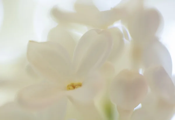 Tiernas flores macro lila blanca sobre un fondo blanco —  Fotos de Stock