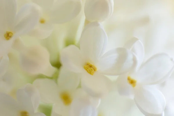 Beyaz bir arka plan üzerinde ihale makro beyaz leylak çiçekler — Stok fotoğraf