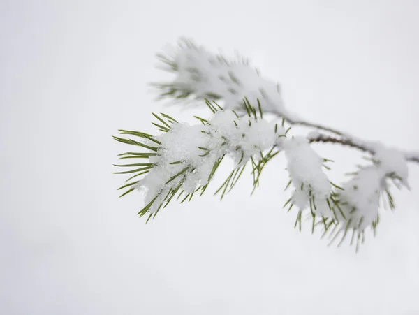 Świerkowe gałęzie pokryte śniegiem, gałąź jodła w śniegu, tło — Zdjęcie stockowe