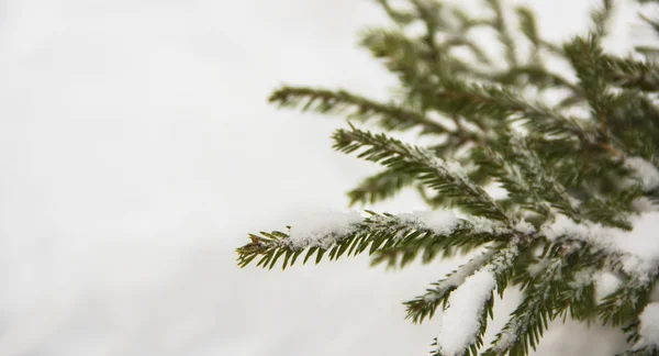 Ramas de abeto cubiertas de nieve, rama de abeto en la nieve, fondo — Foto de Stock