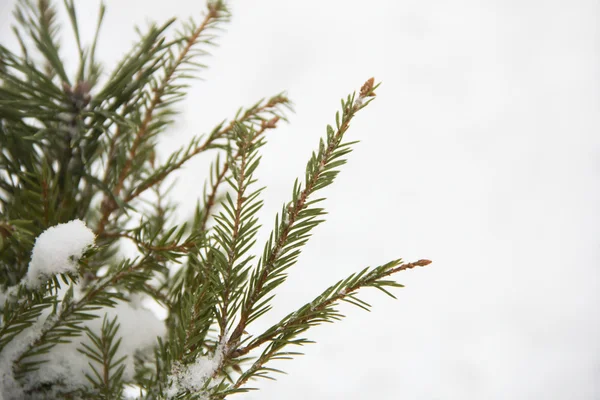 Ramas de abeto cubiertas de nieve, rama de abeto en la nieve, fondo — Foto de Stock