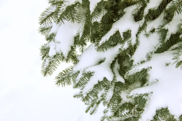 Ramas de abeto cubiertas de nieve, rama de abeto en la nieve, fondo — Foto de Stock