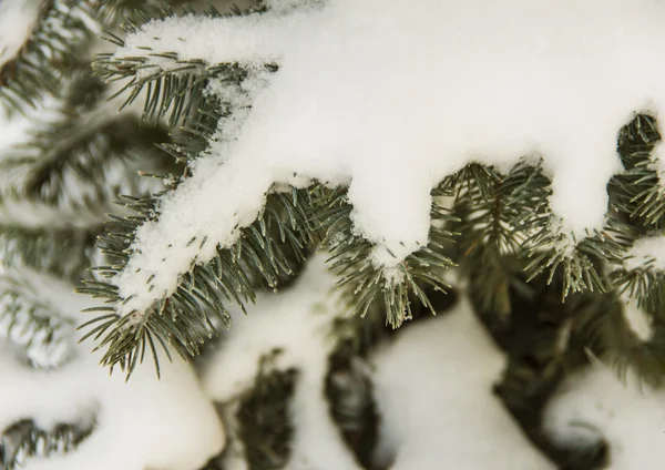 Ramas de abeto cubiertas de nieve, rama de abeto en la nieve, fondo — Foto de Stock