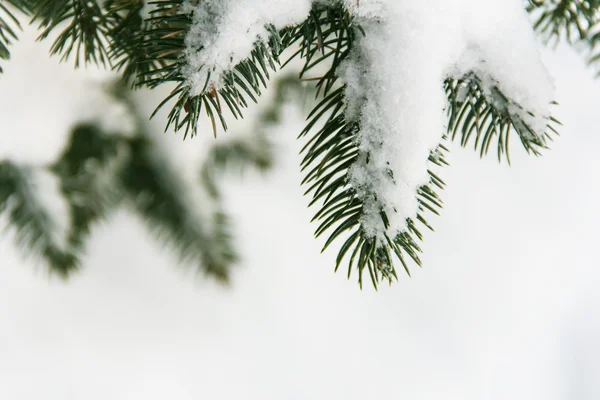Spruce branches covered with snow, Branch of fir tree in snow, background — Stock Photo, Image