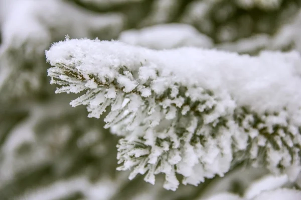 Ramas de abeto cubiertas de nieve, rama de abeto en la nieve, fondo — Foto de Stock