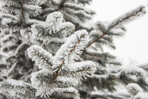 Ramas de abeto cubiertas de nieve, rama de abeto en la nieve, fondo — Foto de Stock