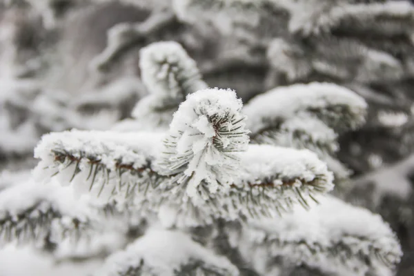 Spruce branches covered with snow, Branch of fir tree in snow, background — Stock Photo, Image