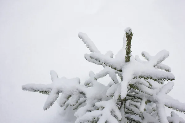 Spruce branches covered with snow, Branch of fir tree in snow, background — Stock Photo, Image