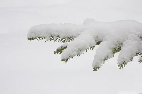 Елочные ветви, покрытые снегом, ветвь елки в снегу, фон — стоковое фото