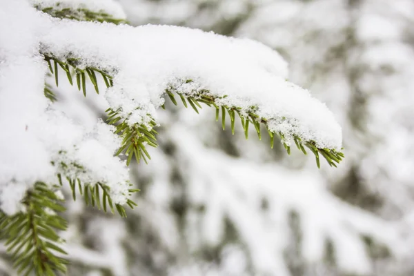 Spruce branches covered with snow, Branch of fir tree in snow, background — Stock Photo, Image