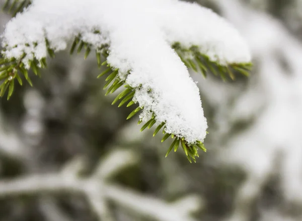 Spruce branches covered with snow, Branch of fir tree in snow, background — Stock Photo, Image