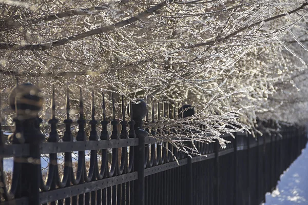 Gel Blanc Sur Des Branches Abies Dans Parc Urbain Suspendu — Photo