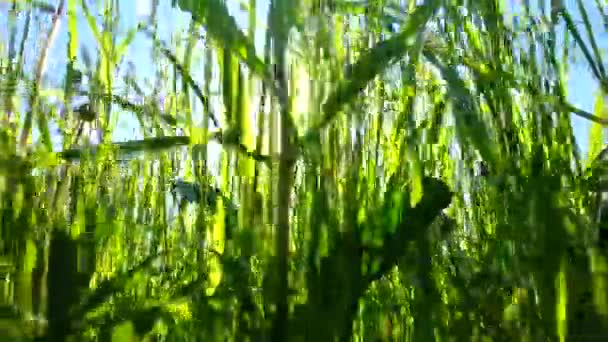 Stems Leaves Various Field Herbs Blue Sky Ήλιος Περνά Μέσα — Αρχείο Βίντεο