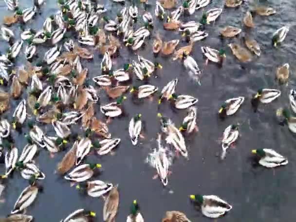 Стая Уток Плавает Зимней Ледяной Воде Люди Кормят Голодных Птиц — стоковое видео