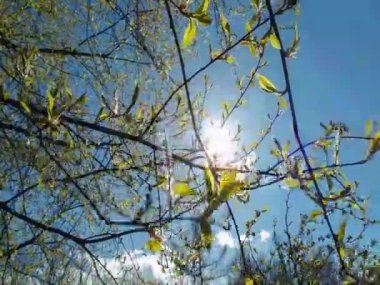 Tomurcukları patlayan ağaç dalları ve bahar rüzgarında sallanan genç yeşil yapraklar, mavi güneşli arka plan